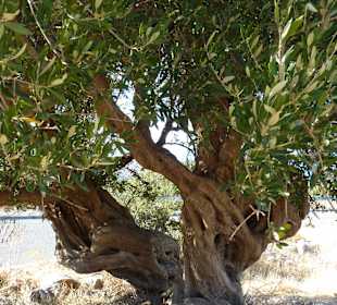 Olivenbäume am Wegesrand