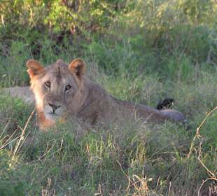 Löwe im Tsavo Ost