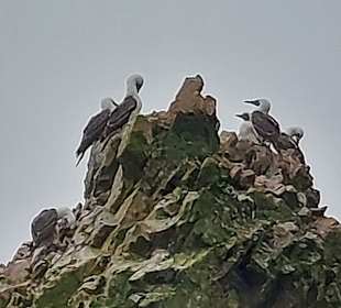 Ausflug Ballestas Inseln