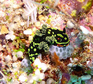 Schnorcheln Raja Ampat