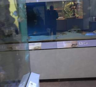 Staatliches Naturkunde Museum