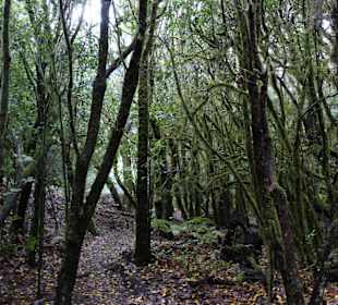 Garajonay National Park