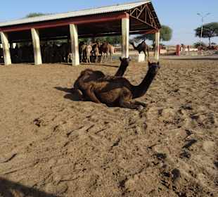 Auf dem Gelände der Kamelfarm