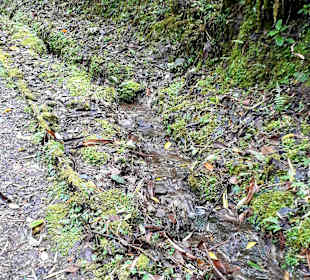 Podocarpus Nationalpark