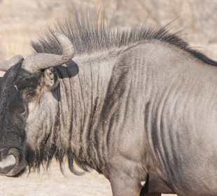 Etosha