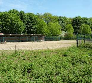 Ellipsenwasserbock - Anlage