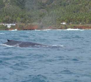 Whale Watching