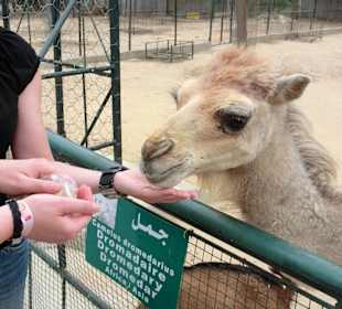 Kleiner Zoo gegenüber vom Hotel lti Hotel Mahdia Beach