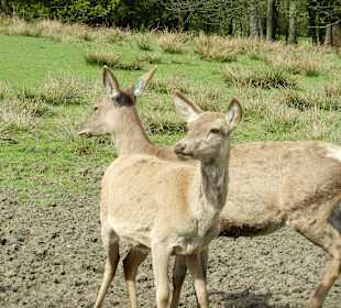 Wildgehege neben dem Hotel