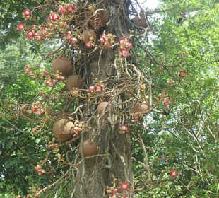 Kanonenkugelbaum