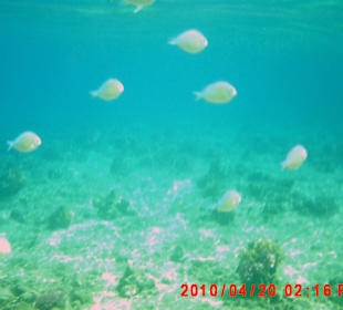Fischformation