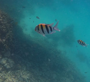 Schnorcheln Hurghada