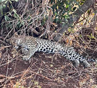 Leopard beim Mittagsschlaf