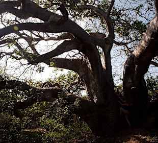 Baobab Baum