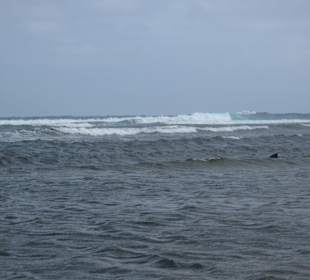 Shark watch