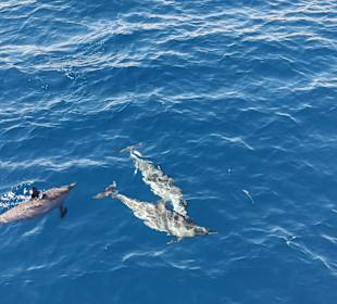 Delfinschwimmen El Quseir