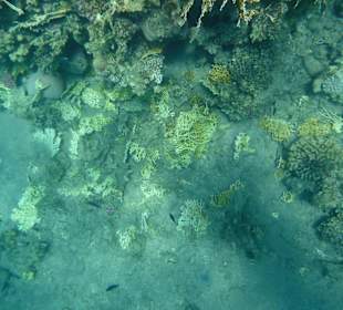 Zerstörtes Korallenriff