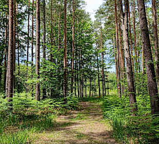 Waldweg