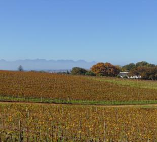 Weingut Groot Constantia