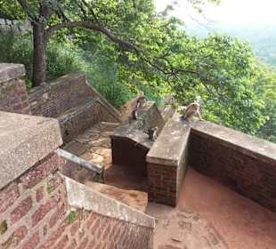 Elefantenreiten Sigiriya