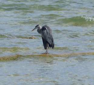 Am Fußweg entlang des Strandes