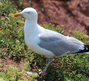 "Kleine Möwe" auf Helgoland