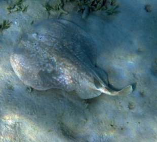 Borgenstirn-Zitterrochen Schnorcheln Gorgonia Beac