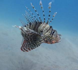 Schnorcheln Makadi Bay