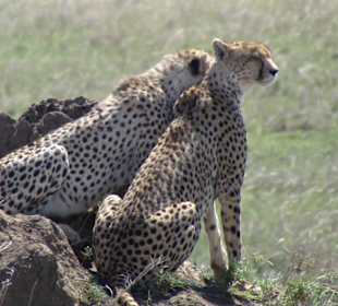 Nairobi-Nationalpark 