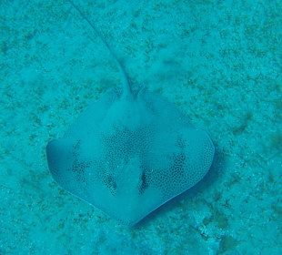Schnorcheln Marsa Alam