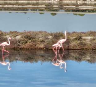 Parco Naturale Molentargius Saline