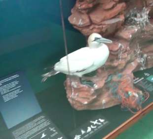 Meeresmuseum Stralsund