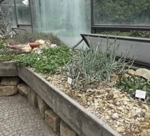Wüstenpflanzen -  Alter Botanischer Garten
