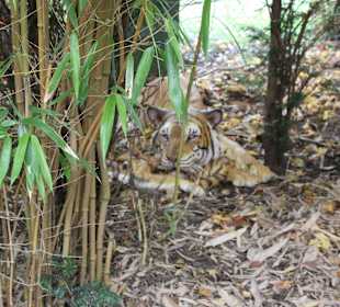 "Trampelpfad" Löew/Tiger