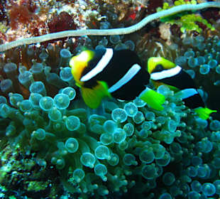 Anemonenfisch