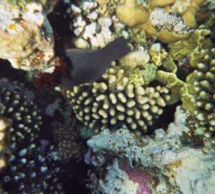 Noch lebende Korallen