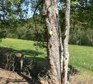 Premiumwanderweg Hochgehschätzt