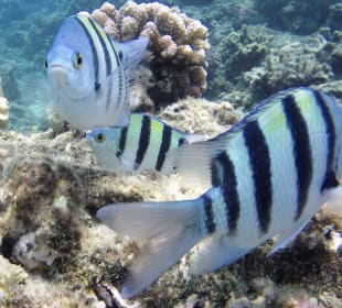 Schnorcheln Makadi Bay