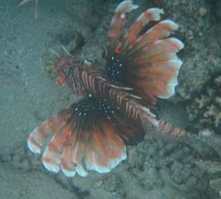 Schnorcheln beim Fort Arabesque