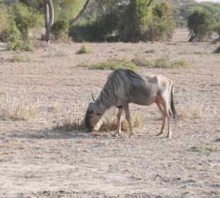 Warten auf Wasser und Futter
