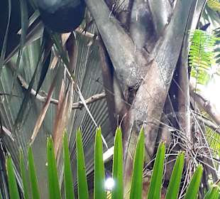 Nationalpark Valleé de Mai