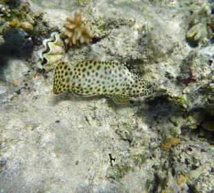 Zackenbarsch am Carnelia Beach Resort