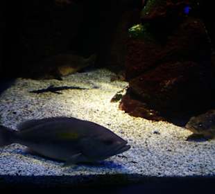 Aquarium