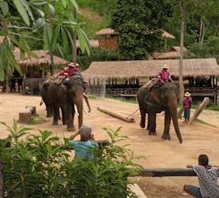 Maesa Elephant Camp