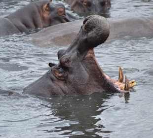 Hippo in der Masei Mara