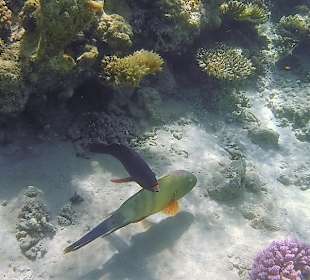 Schnorcheln Makadi Bay