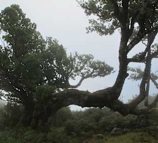 Baum