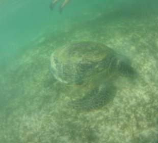 Schildkröte beim Grasen