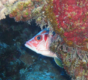 Fisch hinter Korallen