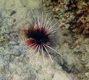 Strahlenfeuerfisch am Hausriff Nord...